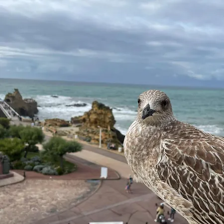 Nomad Μπιαρίτζ